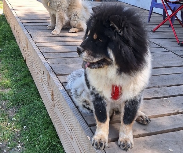 Medium Photo #1 Chow Chow Puppy For Sale in NYSSA, OR, USA