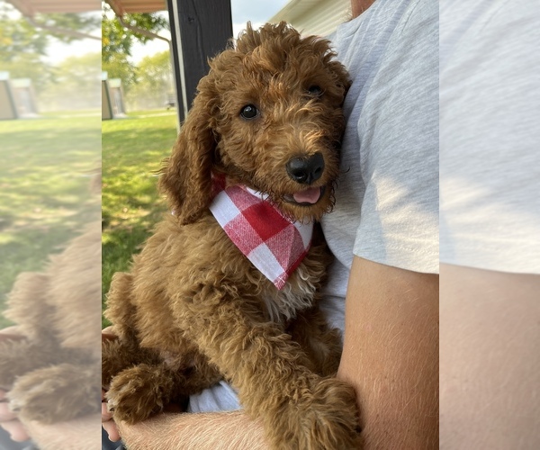 Medium Photo #2 Poodle (Standard) Puppy For Sale in MOBERLY, MO, USA