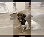 Small Photo #1 German Shorthaired Pointer Puppy For Sale in VALLEY SPRINGS, CA, USA