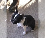 Small #6 Boston Terrier