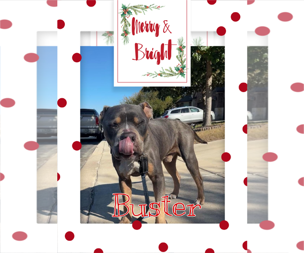 Medium Photo #1 American Staffordshire Terrier-Unknown Mix Puppy For Sale in Pipe Creek, TX, USA