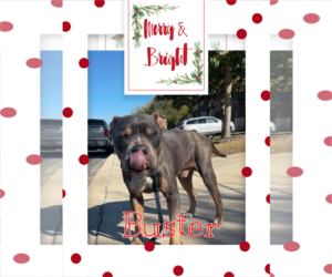 American Staffordshire Terrier-Unknown Mix Dogs for adoption in Pipe Creek, TX, USA