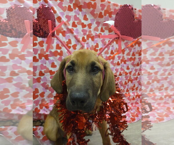 Medium Photo #5 Anatolian Shepherd-Redbone Coonhound Mix Puppy For Sale in Attalka, AL, USA
