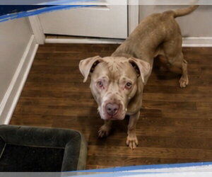 Waylon - Male American Pit Bull Terrier-Staffordshire Bull Terrier Mix Dog for Adoption - Photo #6