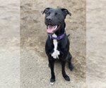 Small #3 Labrador Retriever Mix