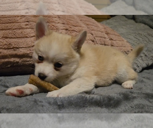 Medium Photo #182 Pomsky Puppy For Sale in LOVELAND, CO, USA