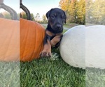Small #4 Doberman Pinscher