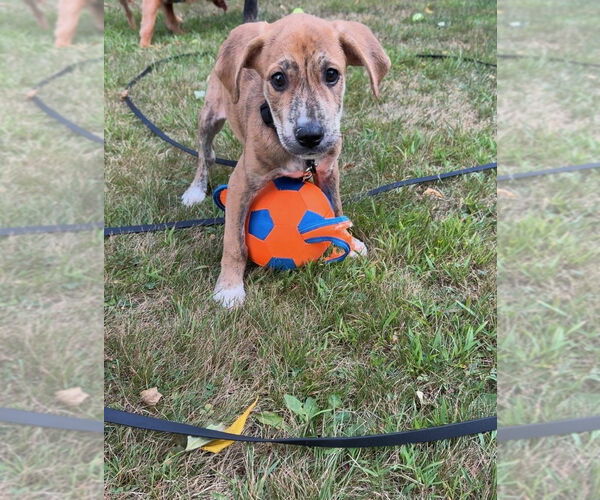 Medium Photo #12 Labrador Retriever-Plott Hound Mix Puppy For Sale in Brewster, NY, USA
