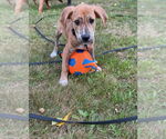Small Photo #12 Labrador Retriever-Plott Hound Mix Puppy For Sale in Brewster, NY, USA