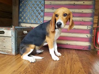Beagle Dogs for adoption in WEST PLAINS, MO, USA