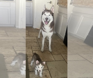 Siberian Husky Puppy for sale in SAN ANTONIO, TX, USA
