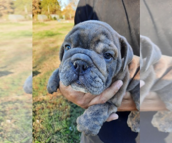 Medium Photo #5 Victorian Bulldogge Puppy For Sale in GREEN FOREST, AR, USA