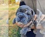 Small Photo #5 Victorian Bulldogge Puppy For Sale in GREEN FOREST, AR, USA