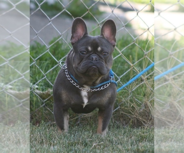 Medium Photo #1 French Bulldog Puppy For Sale in PEORIA, IL, USA