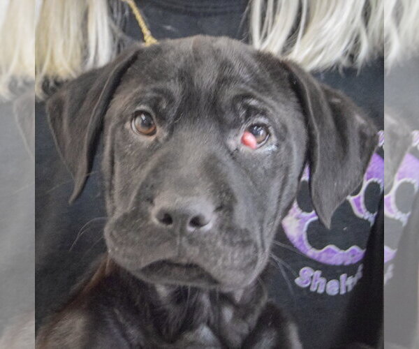 Medium Photo #2 Mutt Puppy For Sale in Huntley, IL, USA