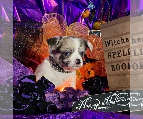 Medium Photo #21 Bullhuahua-Chihuahua Mix Puppy For Sale in RAWSONVILLE, MI, USA