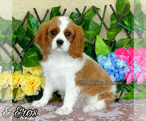 Cavalier King Charles Spaniel Puppy for sale in MIAMI, FL, USA