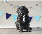 Small Photo #3 Aussiedoodle Puppy For Sale in MONTROSE, CO, USA