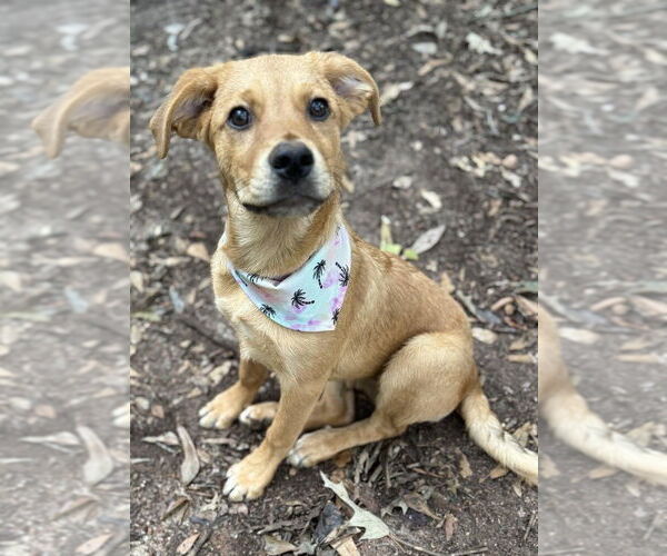 Medium Photo #8 Labrador Retriever-Unknown Mix Puppy For Sale in New York, NY, USA