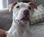 Puppy Puppy 1 American Bully