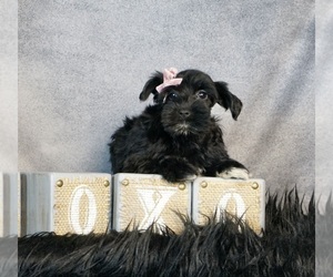 Poodle (Toy) Puppy for sale in WARSAW, IN, USA