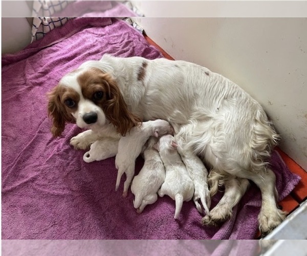 Medium Photo #1 Cavachon Puppy For Sale in MOUNT PLEASANT, MI, USA