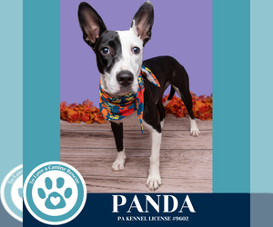 Mutt Dogs for adoption in Kimberton, PA, USA