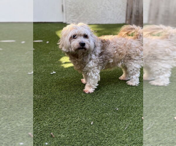 Medium Photo #3 Maltipoo (Miniature) Puppy For Sale in Mission Viejo, CA, USA