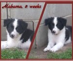 Puppy Alabama Border Collie