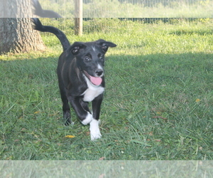 Australian Cattle Dog-Border Collie Mix Dog for Adoption in SPARTA, Kentucky USA