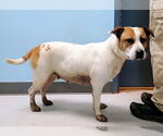 Small #2 American Pit Bull Terrier Mix