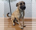 Small Photo #1 Black Mouth Cur Puppy For Sale in Bakersfield, CA, USA