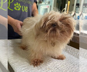 Shih Tzu Dogs for adoption in Benton, LA, USA