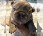 Small Photo #19 French Bulldog Puppy For Sale in LEHIGH ACRES, FL, USA
