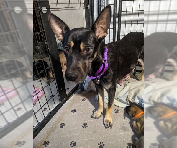 Medium Photo #3 Mutt Puppy For Sale in Kansas City, MO, USA
