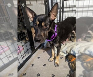 Mutt Dogs for adoption in Kansas City, MO, USA