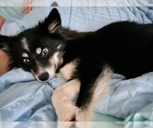 Medium Photo #35 Pomsky Puppy For Sale in DALLAS, NC, USA