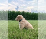 Small Photo #1 Miniature Labradoodle Puppy For Sale in KOKOMO, IN, USA