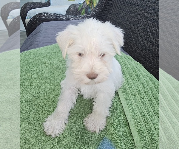 Medium Photo #2 Schnauzer (Miniature) Puppy For Sale in CHESAPEAKE, VA, USA