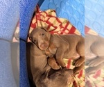 Small #14 Doberman Pinscher