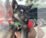 Small Photo #1 German Shepherd Dog Puppy For Sale in FARMINGTON, MO, USA