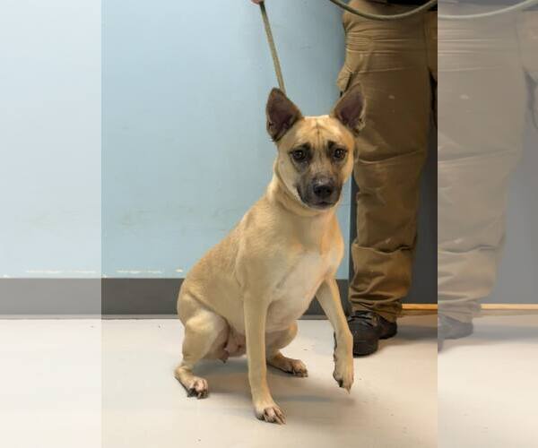 Medium Photo #1 Mutt Puppy For Sale in Pryor, OK, USA