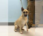 YoYo - Female Mutt Dog for Adoption - Small photo