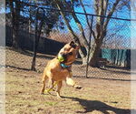Small #7 American Pit Bull Terrier-Labrador Retriever Mix