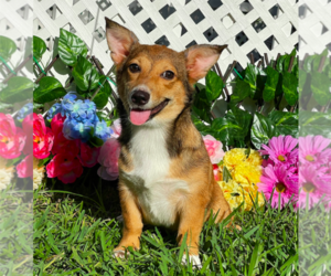 Pembroke Welsh Corgi Puppy for sale in MIAMI, FL, USA