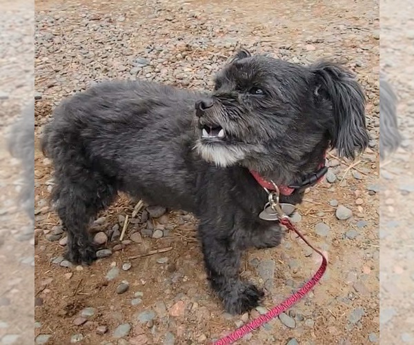 Medium Photo #3 Shih Tzu Puppy For Sale in Duluth, MN, USA