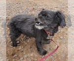 Small #2 Shih Tzu