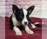 Small #5 Australian Shepherd Mix