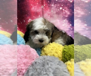 Havanese Puppy for sale in LIVONIA, MI, USA