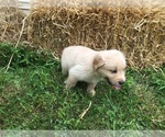Small Photo #9 Golden Retriever Puppy For Sale in ARCHBALD, PA, USA